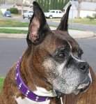 Ko, a boxer dog who inspired Toni Faragalli to become a co-founder of Dog Gone Tired Sanctuary and Rescue.