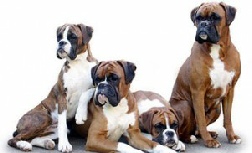 Boxer dogs and other dogs with special needs find a safe haven at Dog Gone Tired Sanctuary and Rescue.