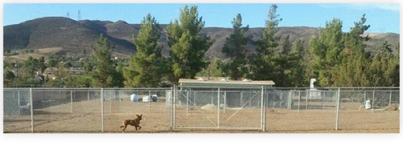 There's lots of room for the dogs to play, run and relax at Dog Gone Tired Sanctuary and Rescue.