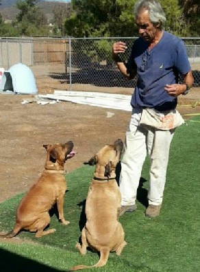 Joe Ramirez, co-founder of Dog Gone Tired Sanctuary and Rescue, in a training session with Reese and Nova, two boxers available for adoption.