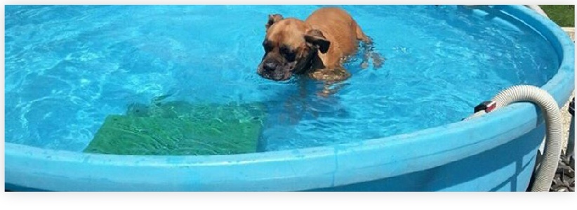 There's nothing like a quick dip in the pool to cool a puppy down and keep fit at Dog Gone Tired Sanctuary and Rescue